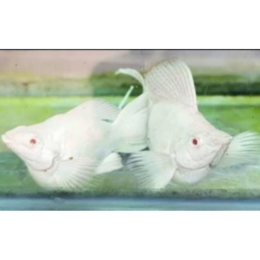 Molly Albino Mata Merah Platinum