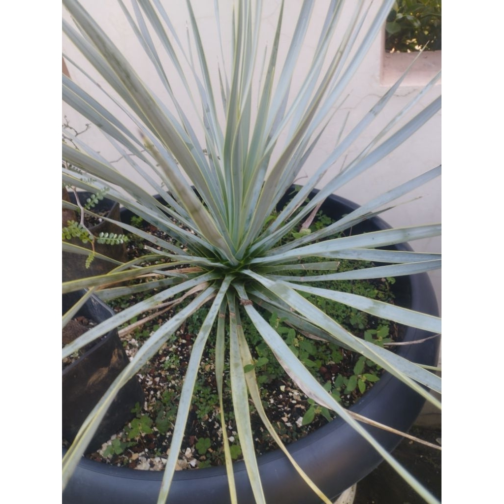 yucca Rostata
