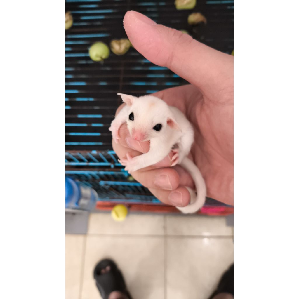 sugar glider leucistic joey