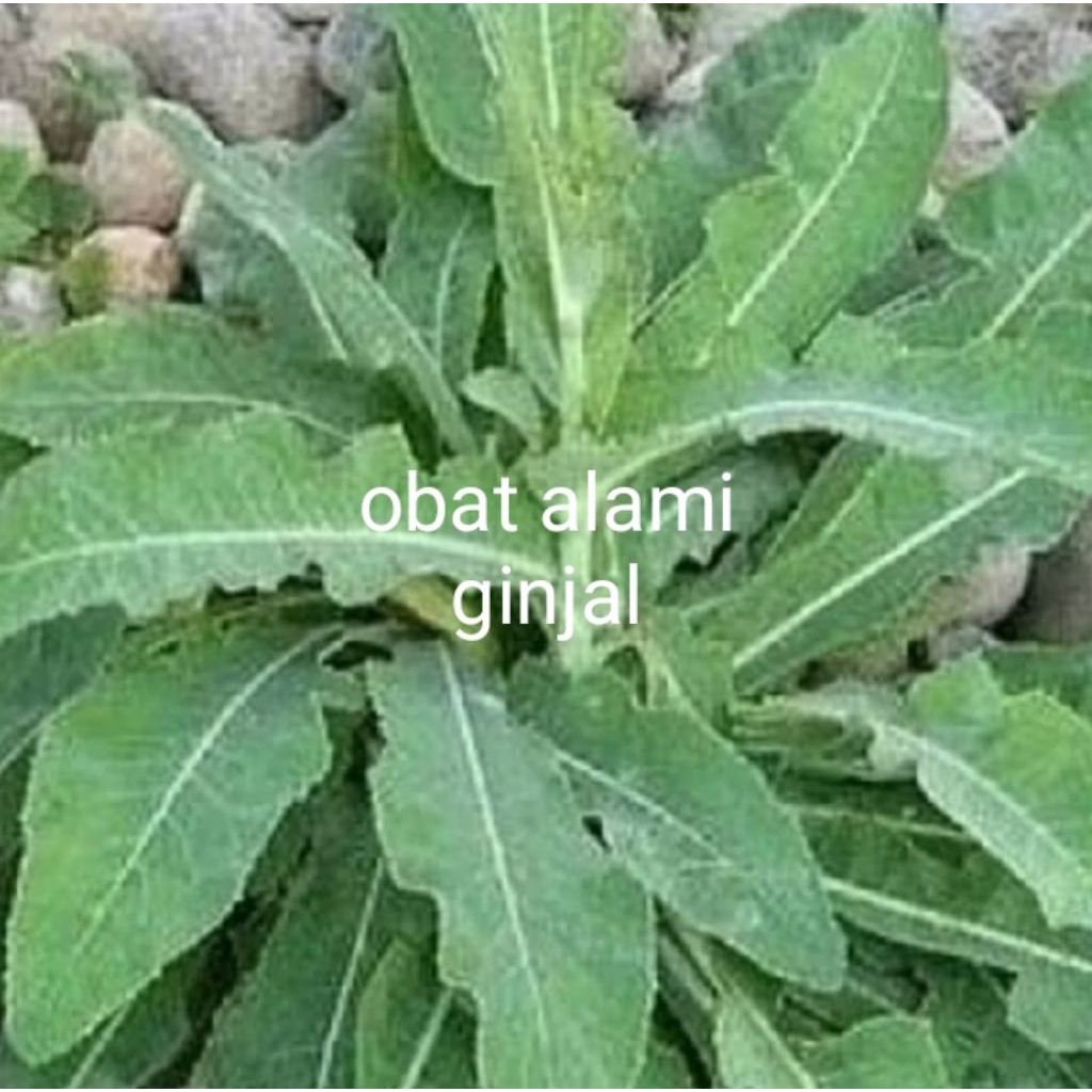 daun tempuyung  ginjal(stop cuci darah)