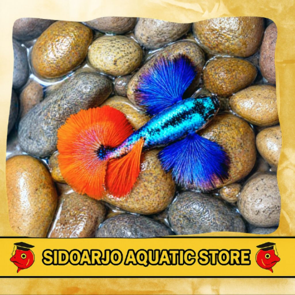 ONLY INSTANT MINIMAL BELANJA 3  ITEM BOLEH BEDA JENIS GUPPY PRTDE / GUPPY PLATINUM RED TAIL DUMBO EA