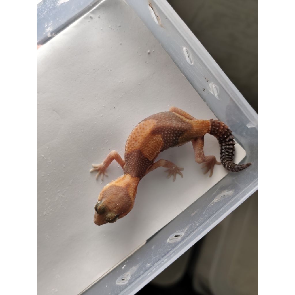 mainan aft african fat tailed gecko amel ph patty female