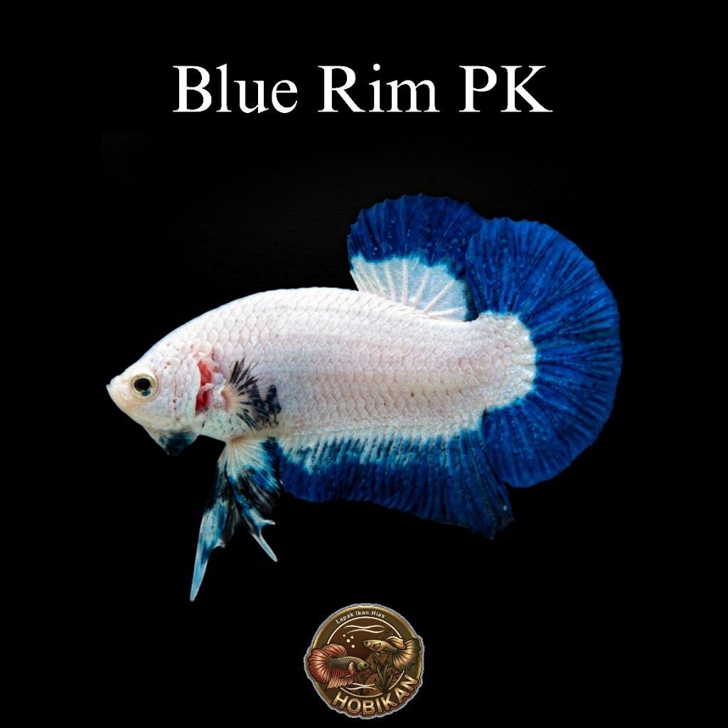 TOP GRADE Cupang PK Blue Rim Male Jantan Dewasa