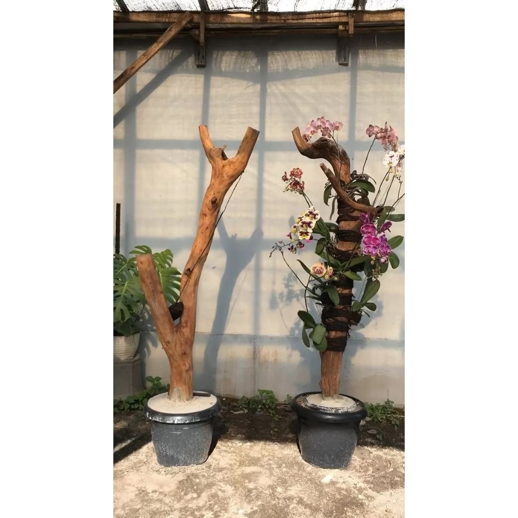 media tempel anggrek bonggol kayu kopi T:150cm plus tatakan bulat