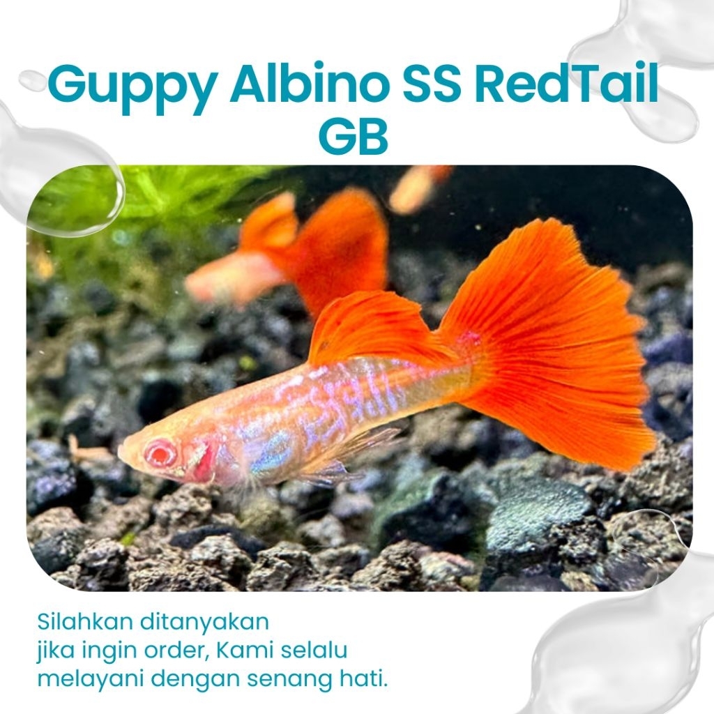 Paketan 1 pair & 3 pair Guppy Albino SnakeSkin RedTail GB ( Aksesoris Aquarium )
