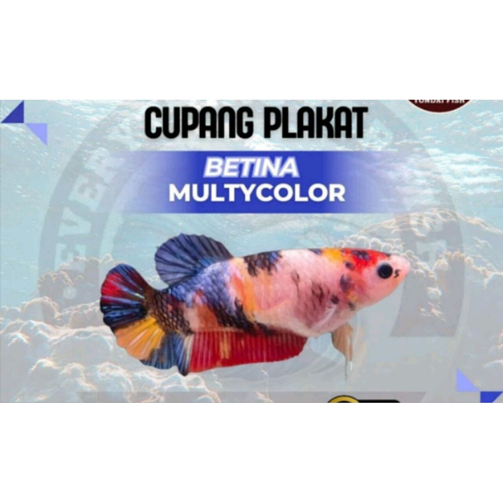 PLAKAT CUPANG MULTICOLOR FEMALE KUALITAS TERBAIK SIAP KAWIN GRATIS PAKAN KEMASAN BOTOL