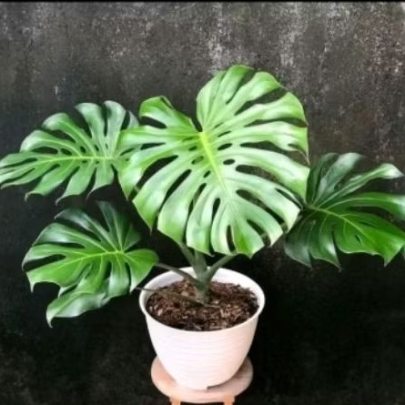 tanaman hias monstera king - monstera king