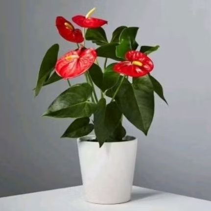 Tanaman Hias Anthurium Mickey Mouse - anthurium mickey mouse bunga merah