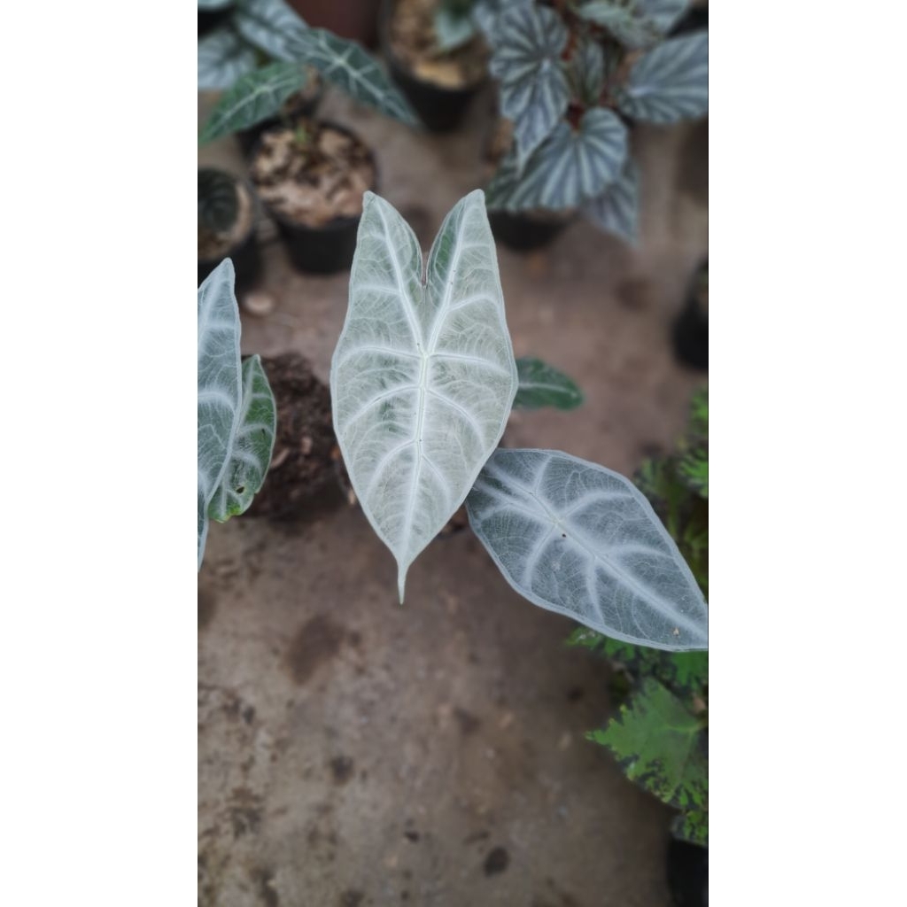 alocasia longiloba silver