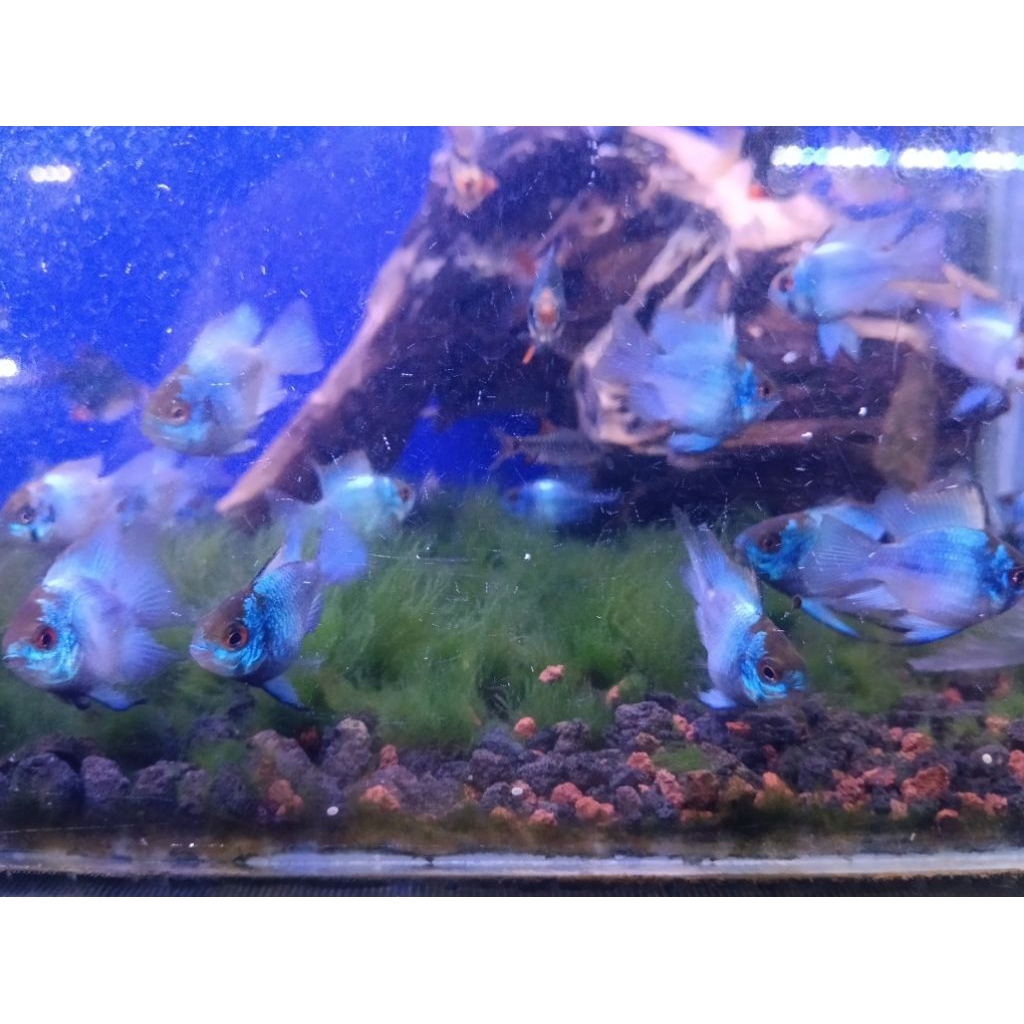 blue elektrik ramirezi