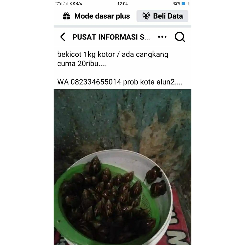 bekicot