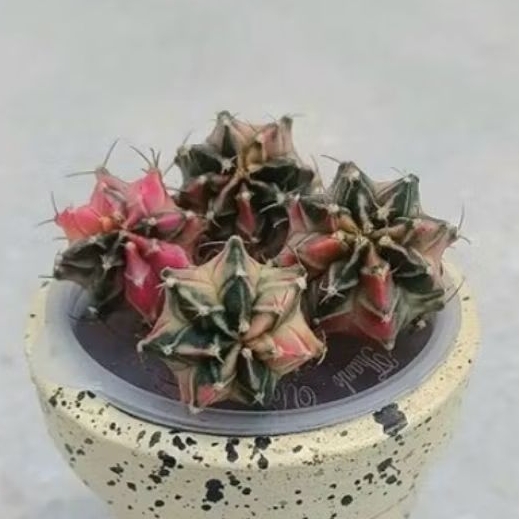 Kaktus Mihanovichii Starfire