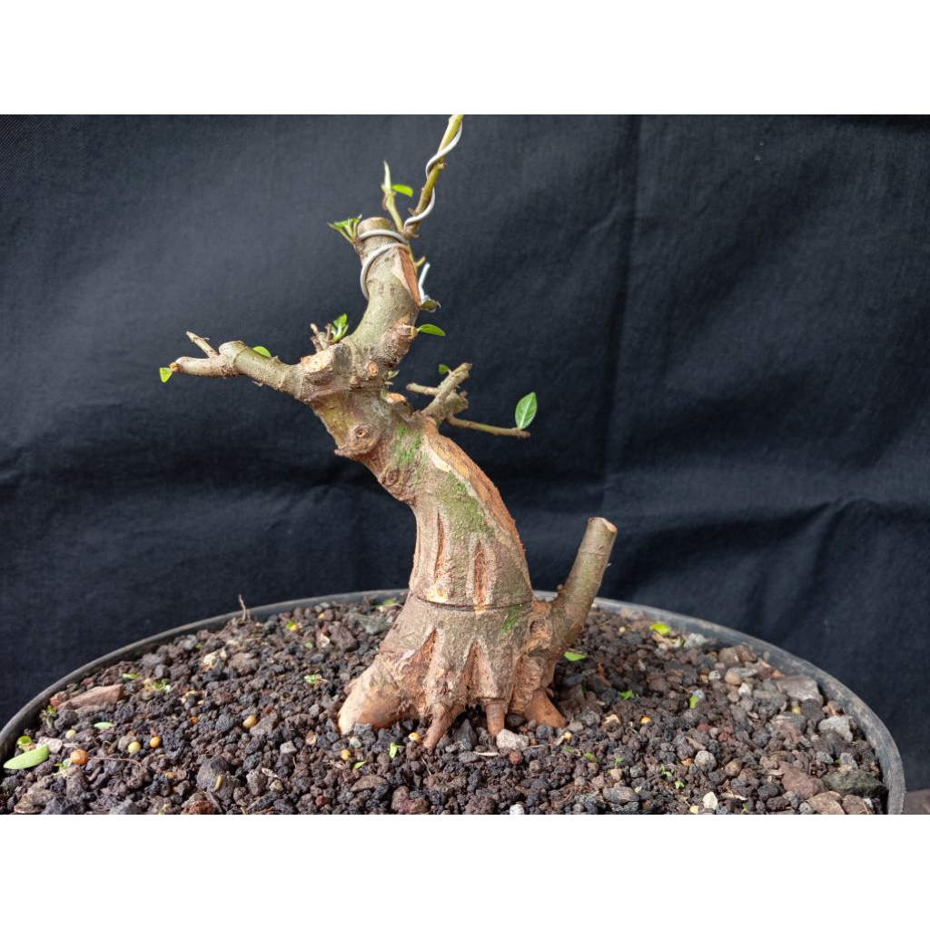 Bahan Bonsai Loa Prospek Program an