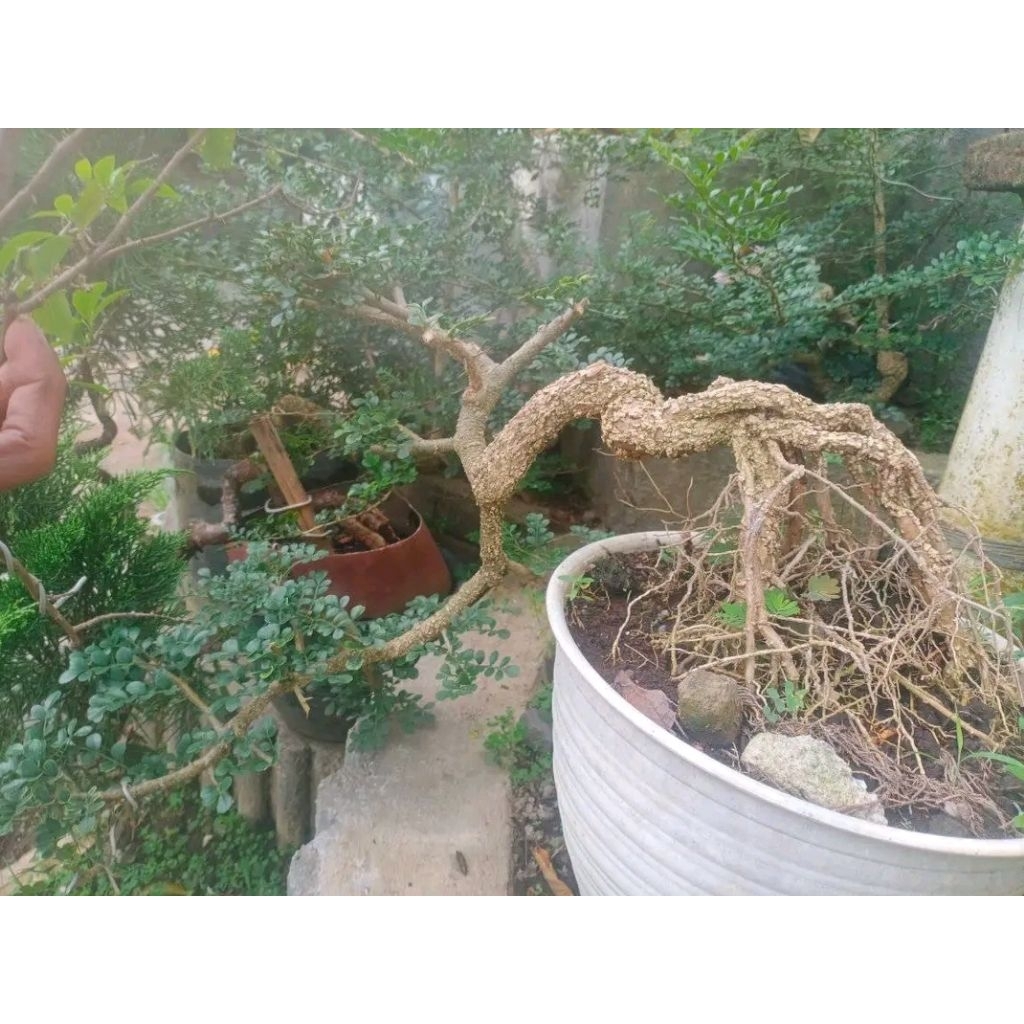 kawista batu