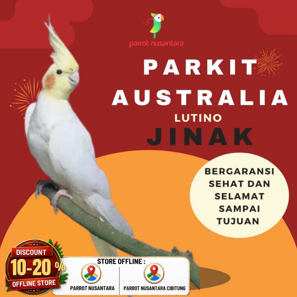 burung parkit australia lutino jinak