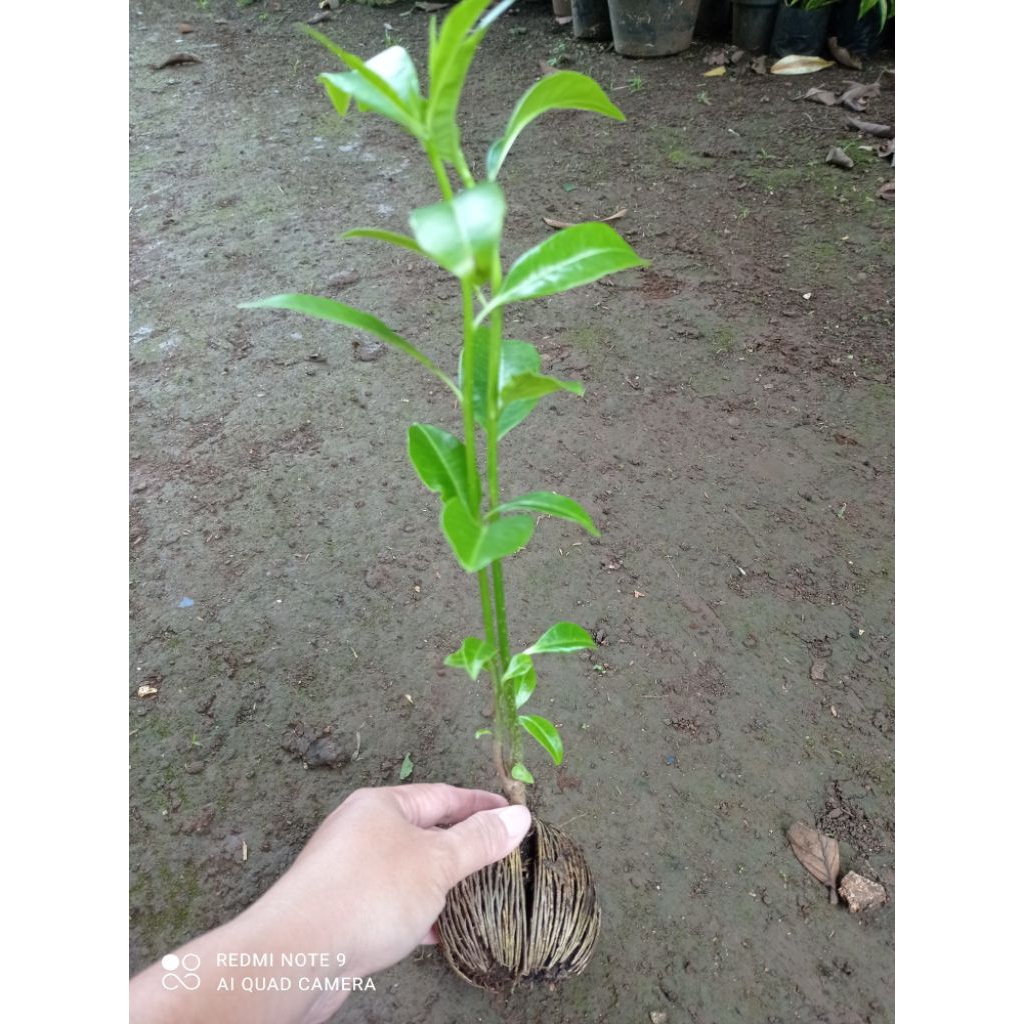 Tanaman Bibit Pohon Buah Bintaro