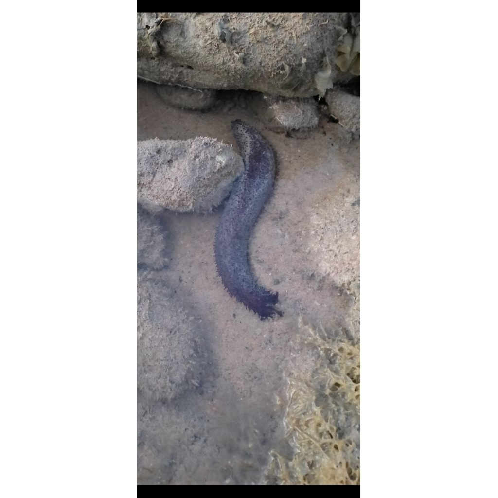 Teripang hitam laut