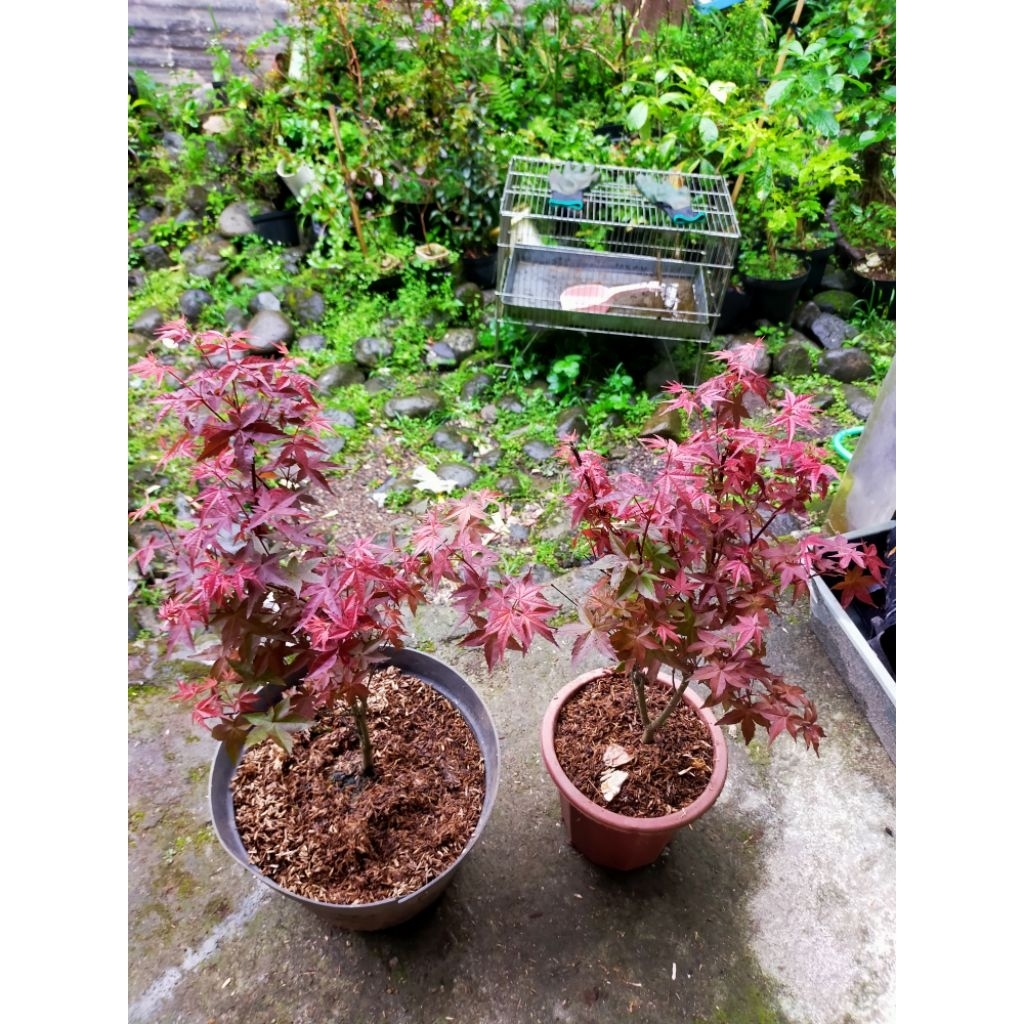 Paket 4 Jenis Acer Palmatum Maple Jepang/ Red Maple Japanese/ Golden Maple Japanese Katsura/ Green M