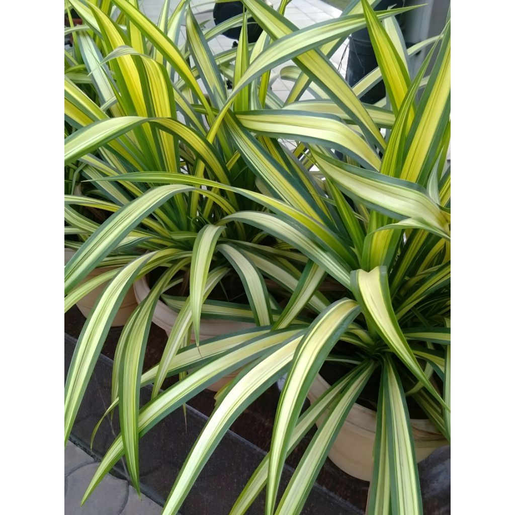Pandan Kuning / Pandan Variegata Rimbun PAKET 10 TANAMAN Ukuran ±20 Cm Dari Akar - Paket Tanaman Hia