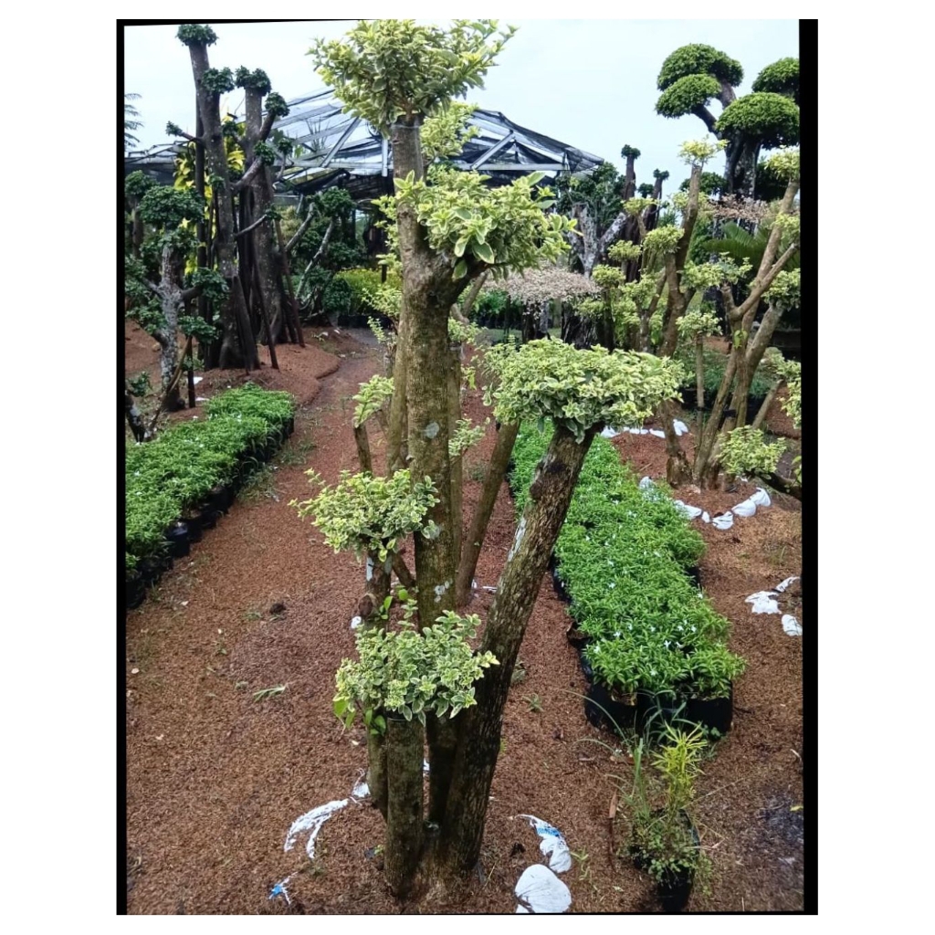 Bahan Bonsai Anting Putri - Anting Putri, Bonsai Anting Putri, Anput Bonsai