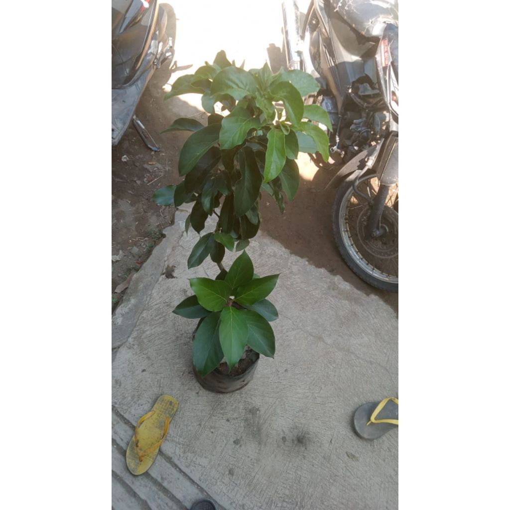 Bibit Alpukat Kelud Berbunga - Batang Besar, Tinggi 80cm, Siap Berbuah