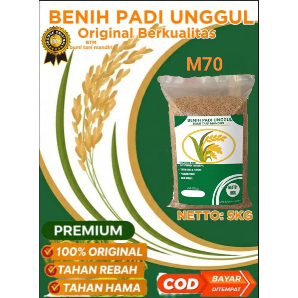 benih padi M70 benih unggul padi incaran petani