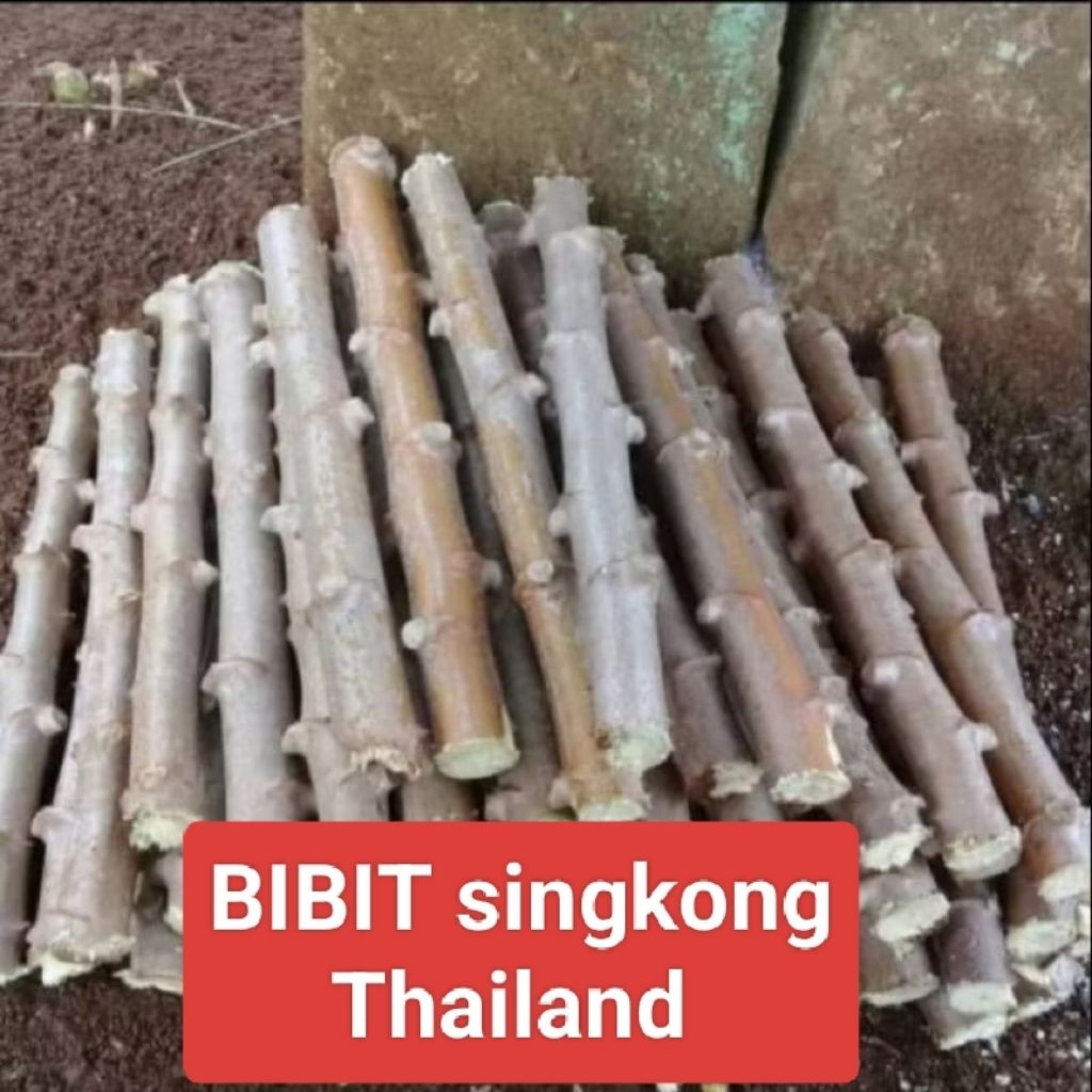 10 batang bibit singkong Thailand kualitas super JUMBO | panjang 25 cm