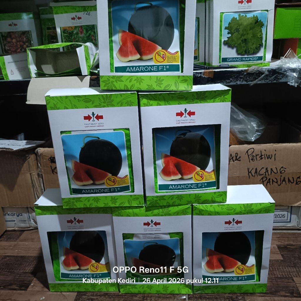 Benih semangka Non Biji Premium AMARONE F1-Kulit Hitam Eksotis.Daging Merah Manis &Renyah Produktifi