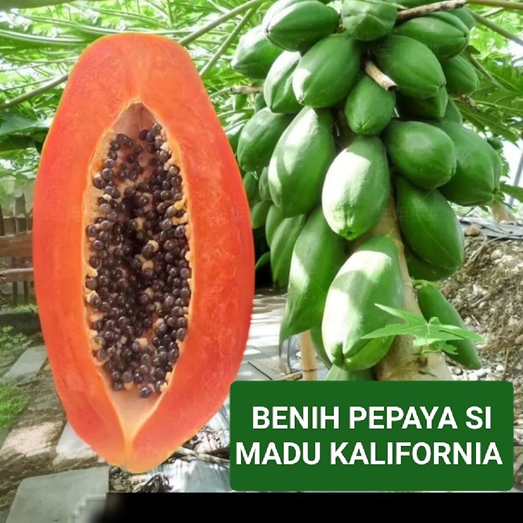 500butir BIBIT BENIH PEPAYA California SUPER MANIS |pilihan terbaik