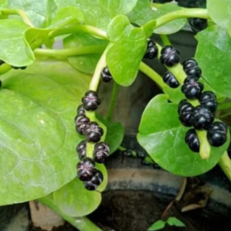 buah angkung segar 200 buah