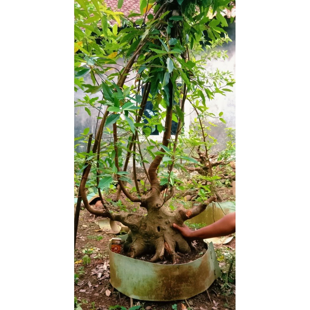 bonsai loa jumbo prospek subur 2.000.000 akar kokoh mantap