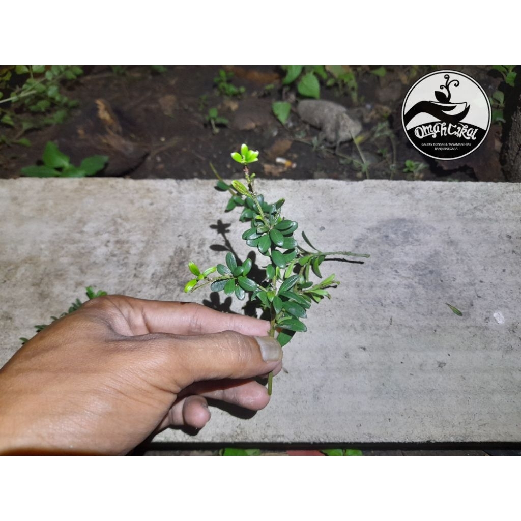 entres lohansung mutiara/potongan pucuk lohansung mutiara/entres tanaman lohansung mutiara