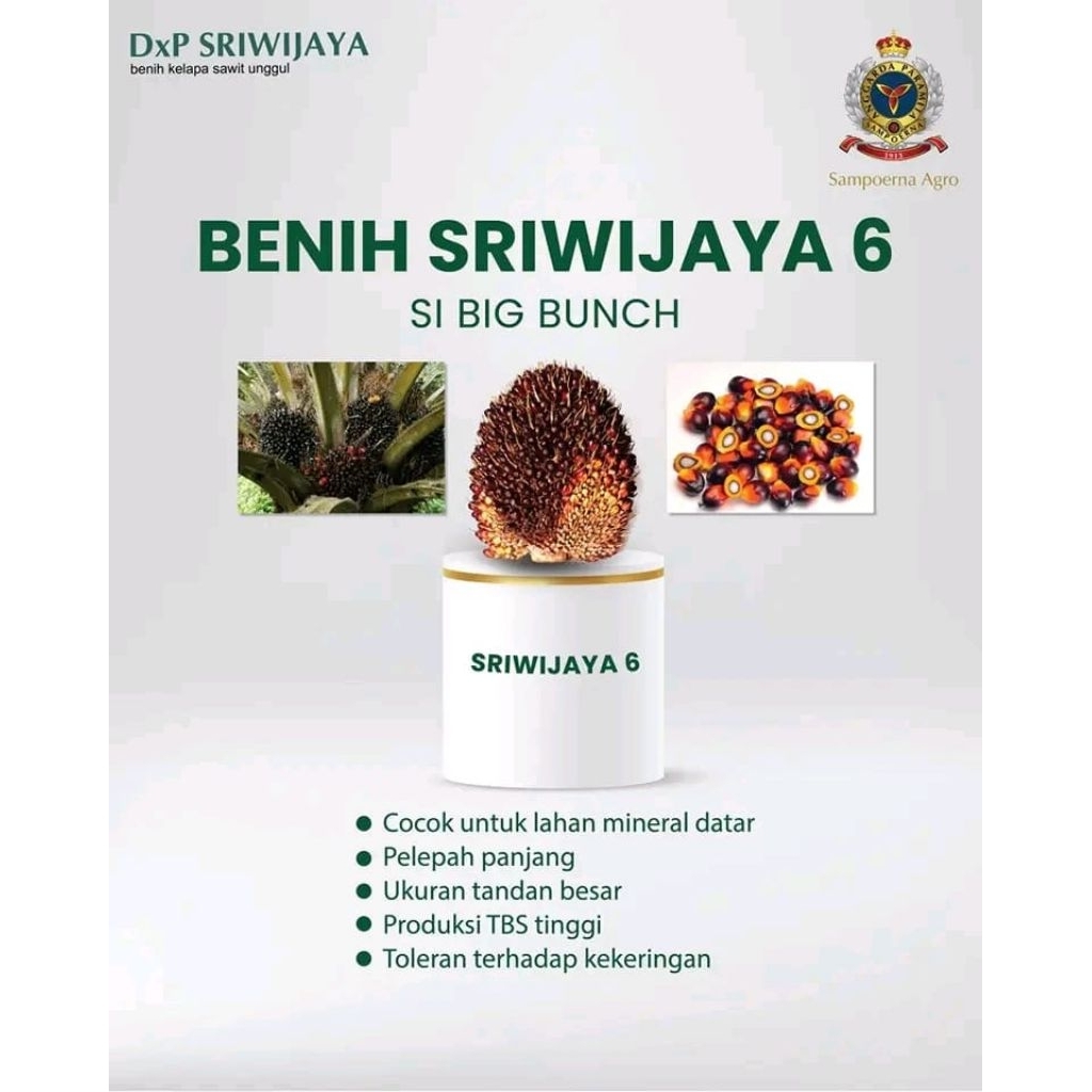 kecambah sawit Sriwijaya 6