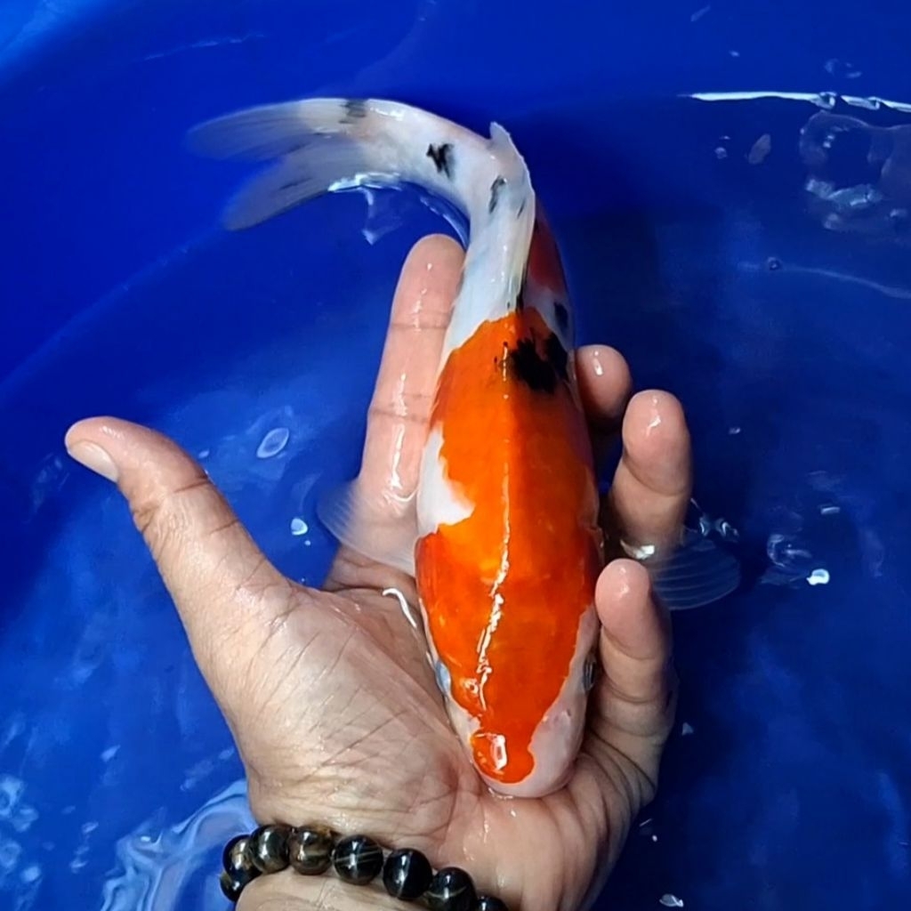 Ikan Koi Blitar Jenis Sanke / Rumah Koi Jakarta / kode 0018