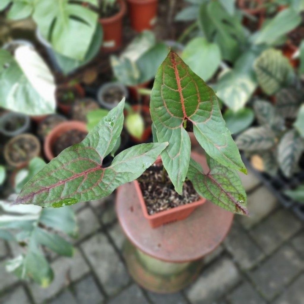 Tanaman alocasia black jack F1 - sirih papua