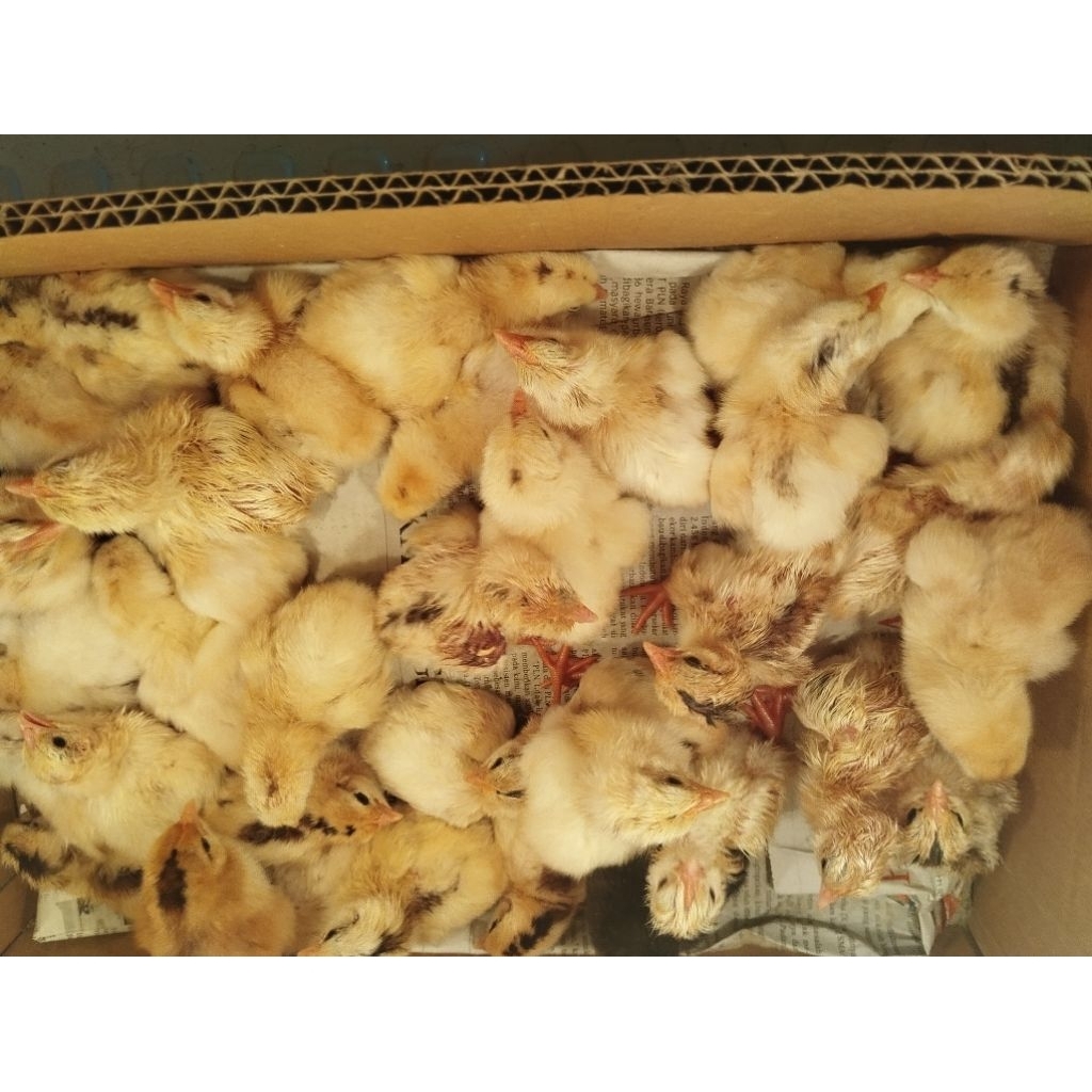 doc ayam elba kampung petelur