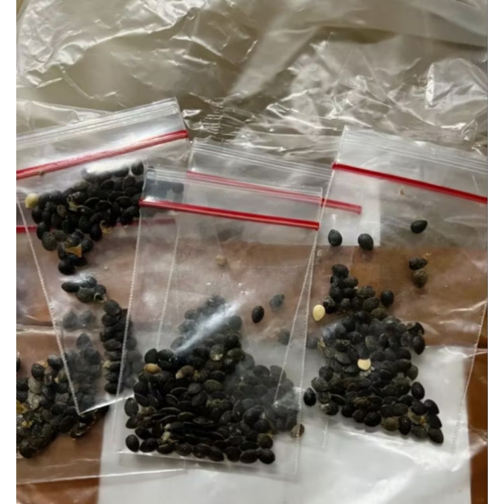 40 biji / benih /bibit markisa lokal berastagi
