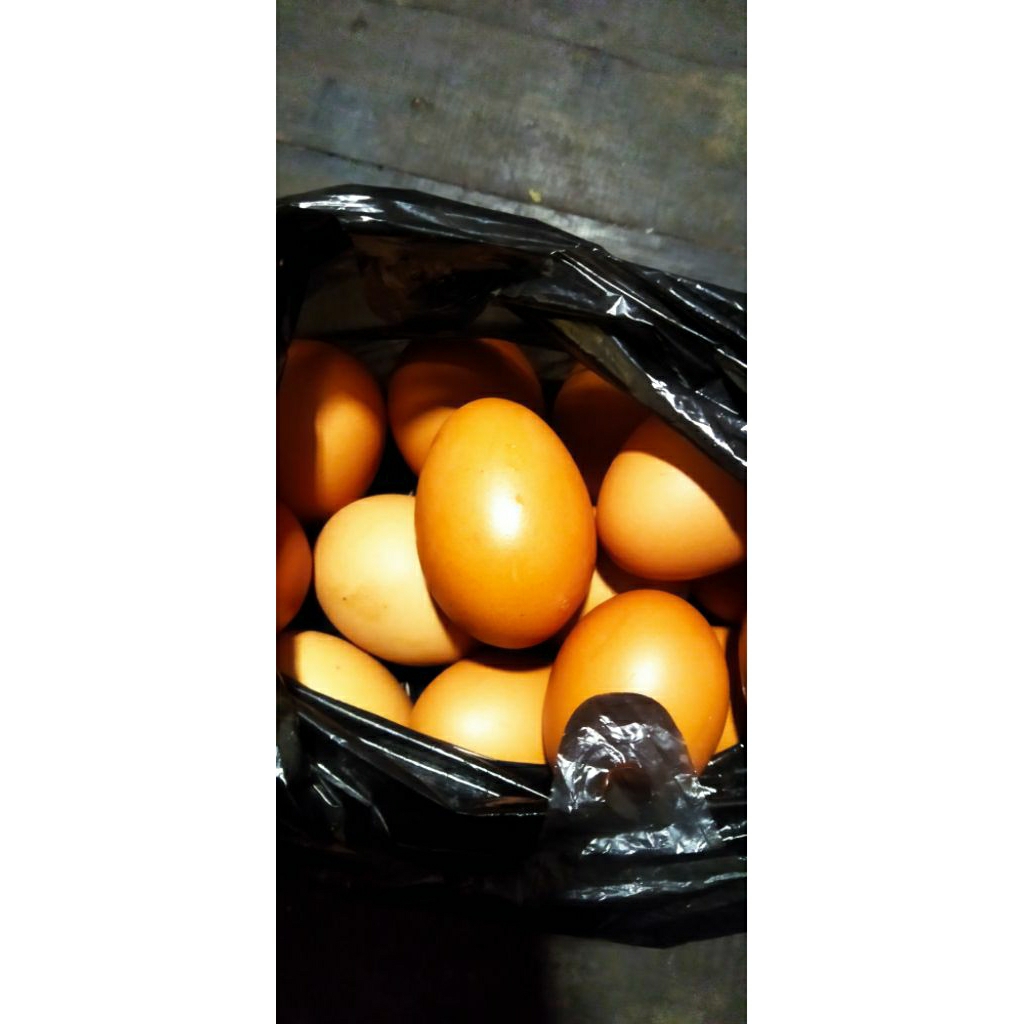 Telur ayam ras ready banjarmasin
