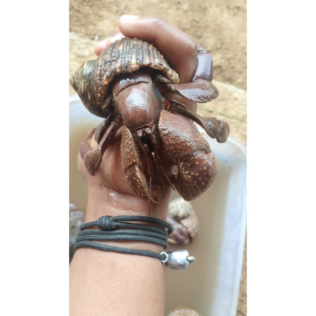 kelomang hiasan meja kelomang hidup kelomang brevimanus jumbo ukuran 12cm