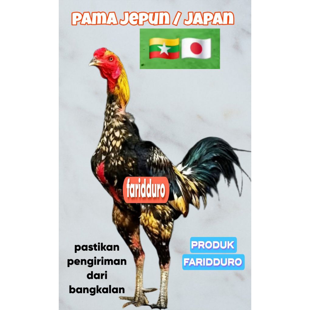 Telur fertil ayam aduan pama japan / Jepun pukul strum GARANSI FERTIL / mangon trah import