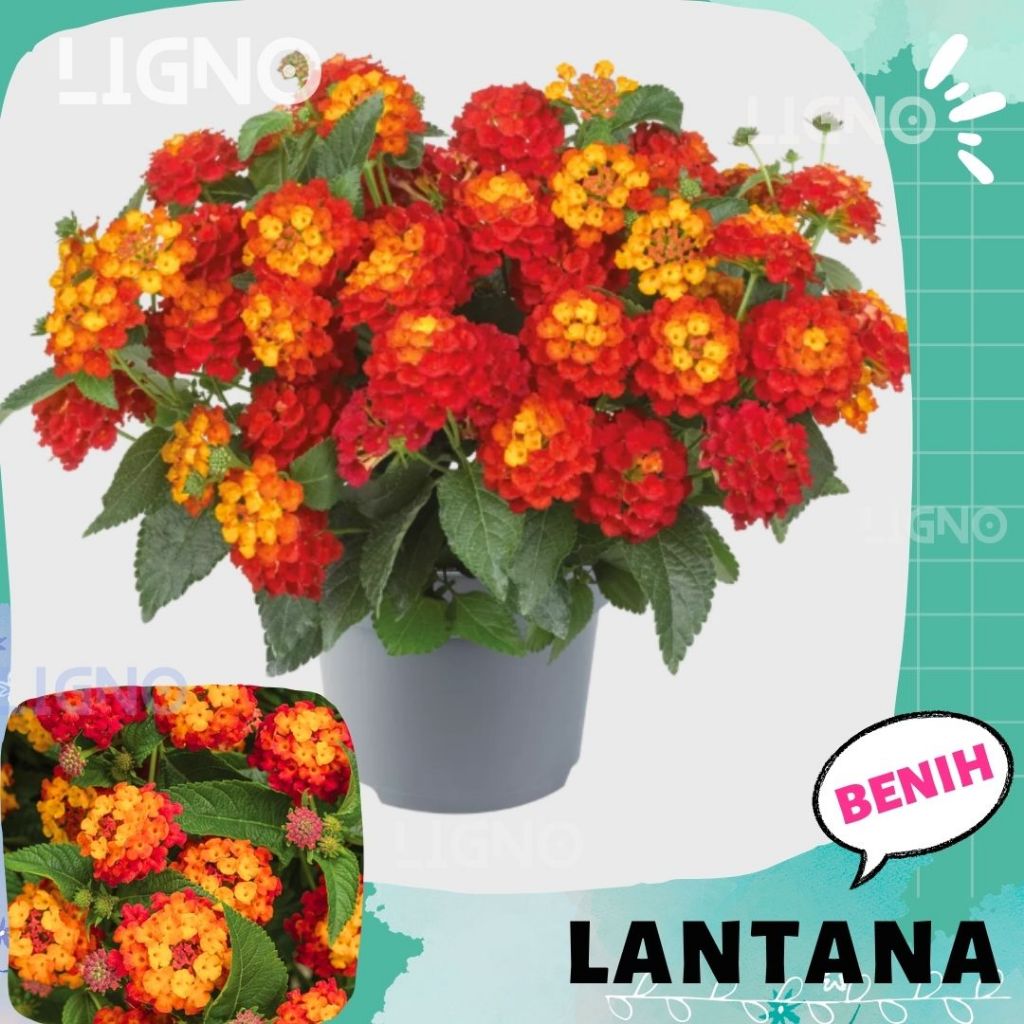 Benih LANTANA RED (isi-3) Biji Bunga