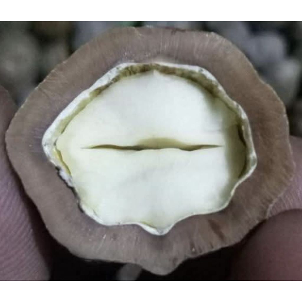 Muncang Adu Mayit Dedi Jr Batok Tebal Beli 3 Bonus 1