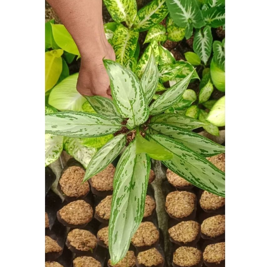 Promoo Aglonema silver diven