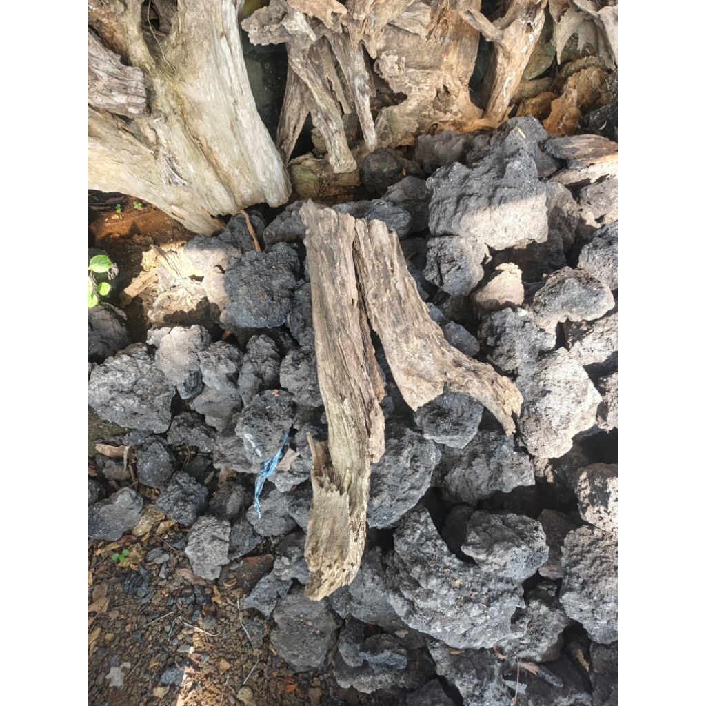 Kayu Jati Fosil Natural untuk Dekorasi Taman dan Interior