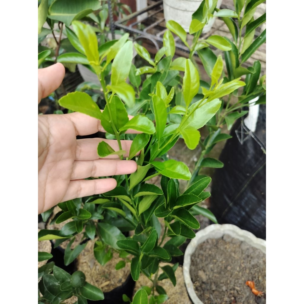 bibit buah Santang madu cangkok tinggi +-30cm