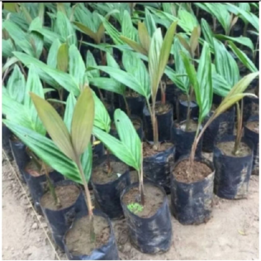 bibit SALAK Pondoh/salak madu/salak jumbo siap tanam
