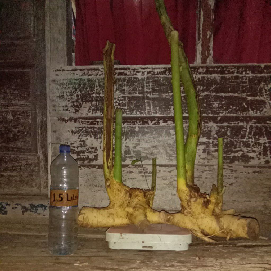bahan bonsai serut dongkelan untuk gaya raft