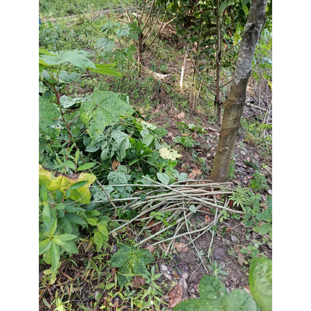 bibit daun singkong Papua daun lebar