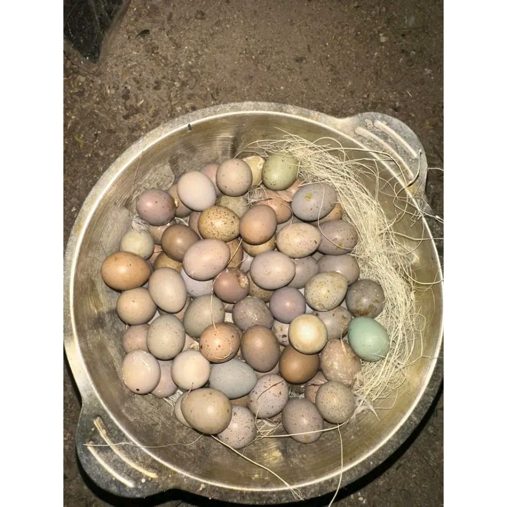 TELUR FERTIL PUYUH BATU PUYUH HIAS FERTIL