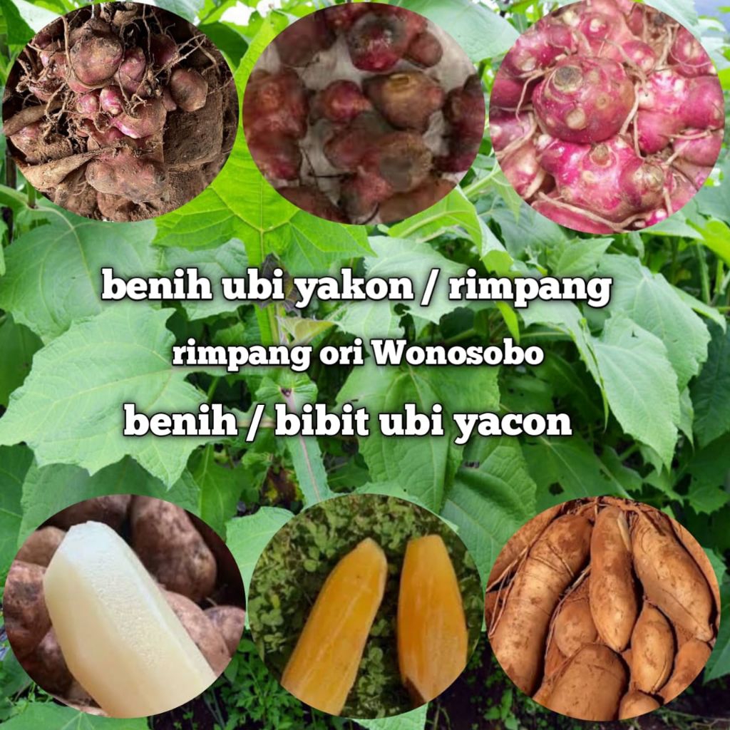 1 bibit / benih ubi yacon ori wonosobo